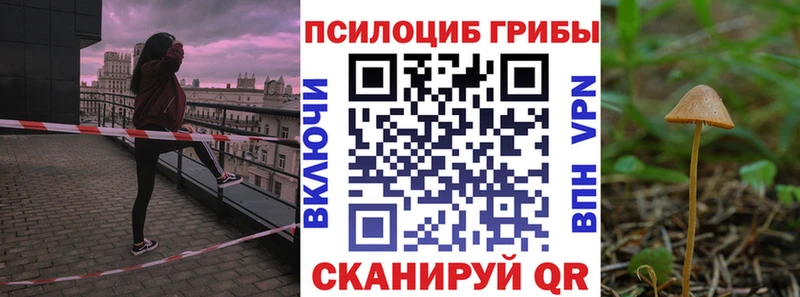 сколько стоит  Александровское  Галлюциногенные грибы Psilocybine cubensis 